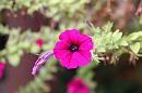 img_1146 * 1200 x 800 * (72KB)