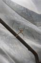 img_1595 * 800 x 1200 * (60KB)