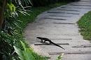 img_2524 * 1200 x 800 * (175KB)